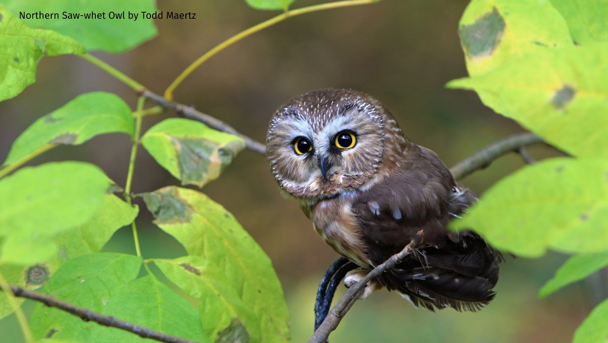 Did you know that owls' flat faces operate like dish antennas? The feathers around the face direct sound waves to their ears, which are hidden on the sides. 

Learn more cool facts about #owls on the #BirdCallsBlog. abcbirds.org/blog20/seven-f…