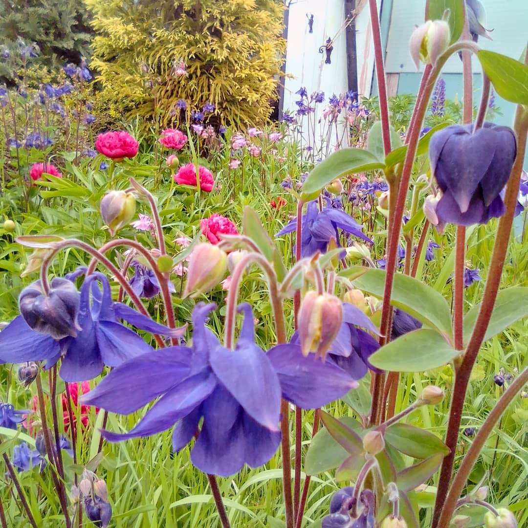 Blooming marvellous 😊#englishcountrygarden
