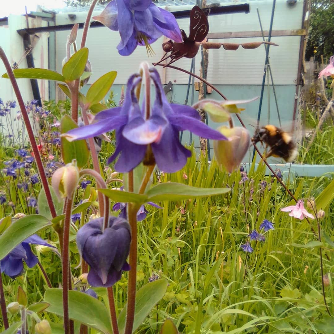 Lovely to see the bee's buzzing flower to flower #bees #garden