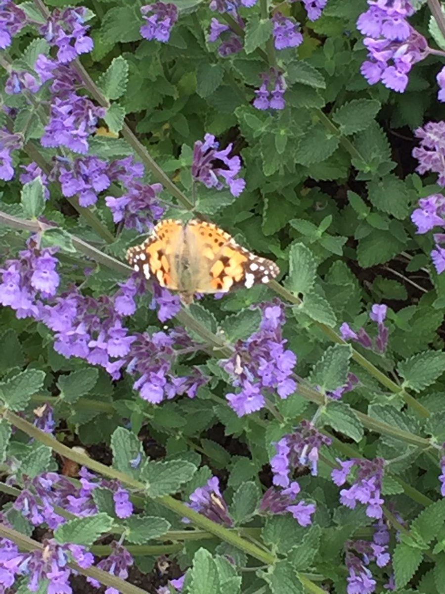 BarryHolmanGdns's tweet photo. Is this the first painted lady butterfly in the uk ? Spotted yesterday in Wiltshire amazing migration from North Africa to uk 😳 https://t.co/i4HwPpBlAu