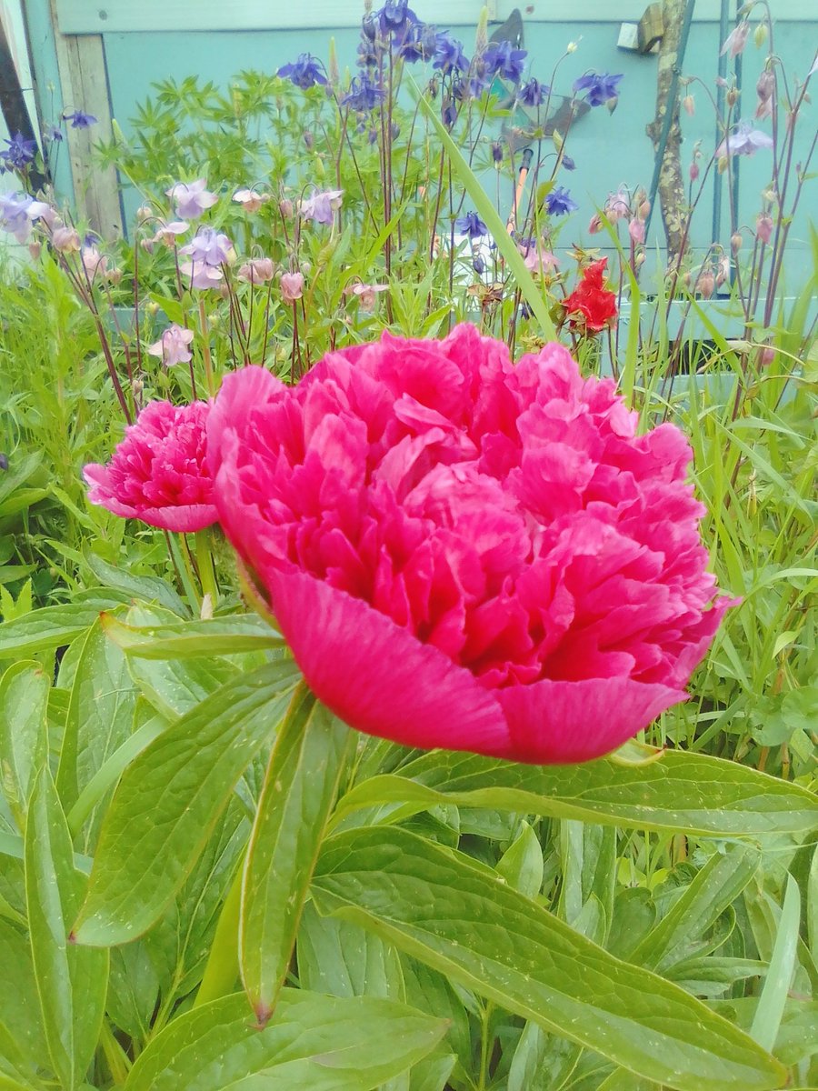 How's that for a Peony #GardenersWorld