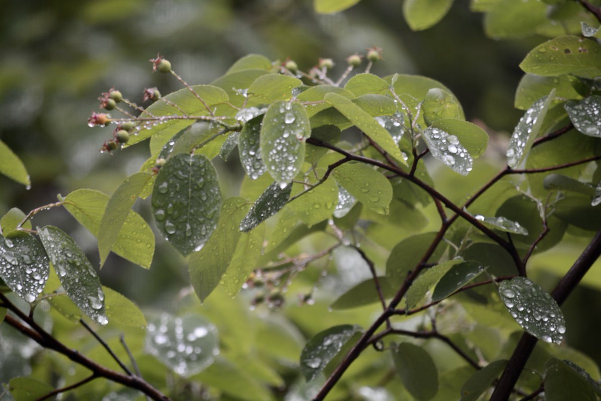 Rain drops keep falling etc etc 

#photography
#naturephotography
#rainyday
