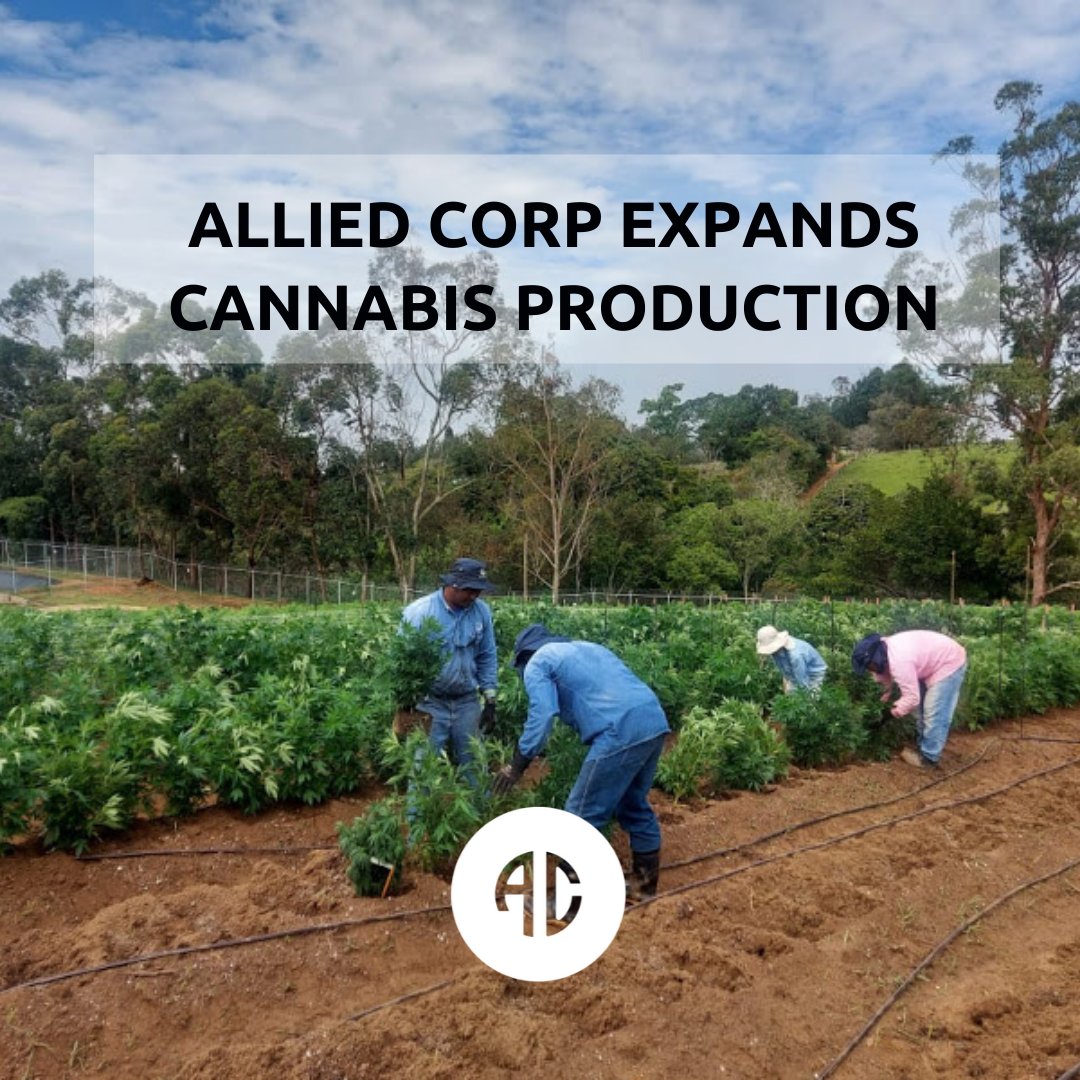 PRESS RELEASE // (OTCQB: ALID) Construction has commenced on an additional 200,000 square feet of outdoor cultivation space at the Allied Colombia production facility. 

Once completed, we expect to be cloning and propagating 24,000 plants every 21 days.

allied.health/news