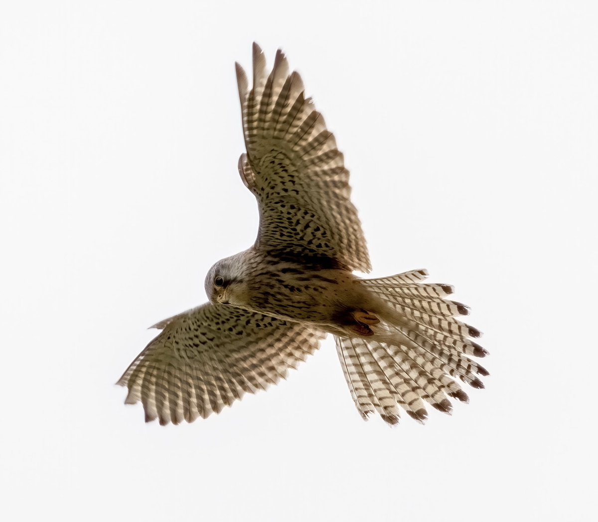 stephen_copper's tweet photo. @BBCSpringwatch Def one of my favourite birds of prey https://t.co/QuX7wsTGus