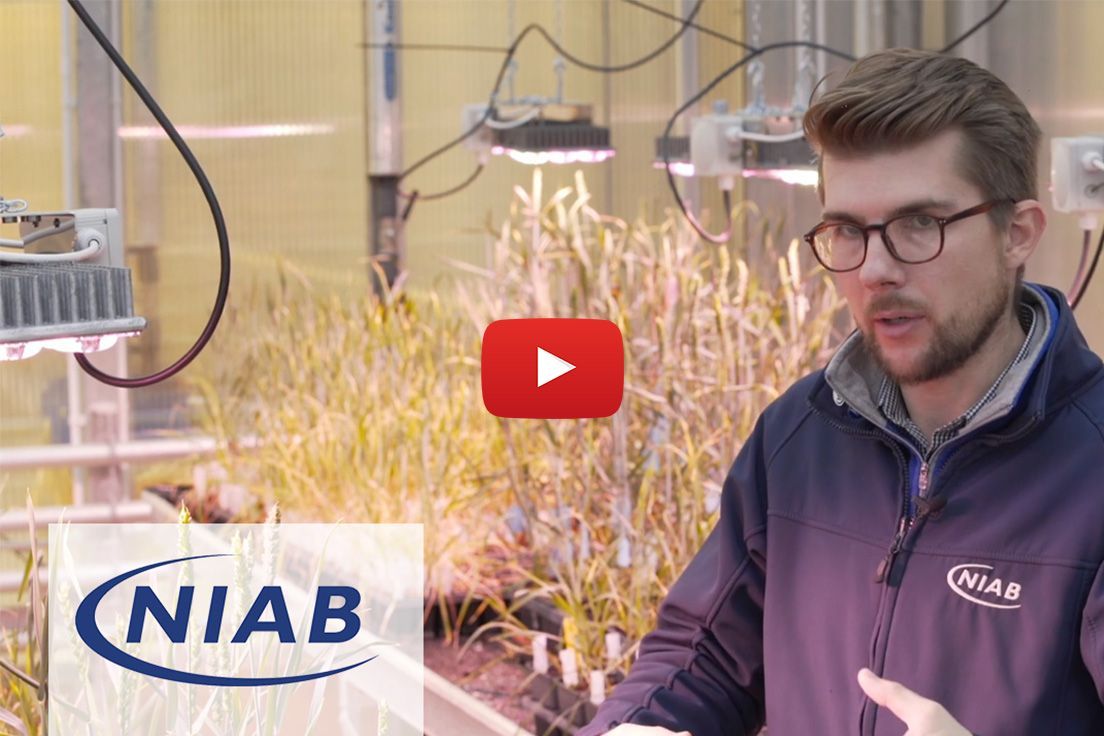 INDO Horticulture tweet media