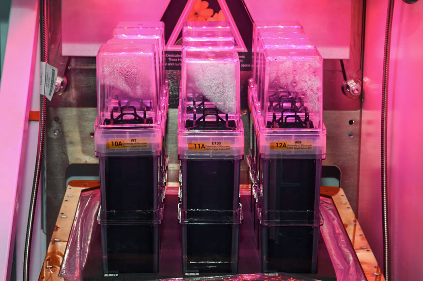 Cotton plants are heading to the <a href="/Space_Station/">International Space Station</a>!
Root growth patterns depend upon gravity. The TICTOC study could help define what controls root development in microgravity, creating more robust cotton and reducing water and pesticide use. go.nasa.gov/3pfIedg