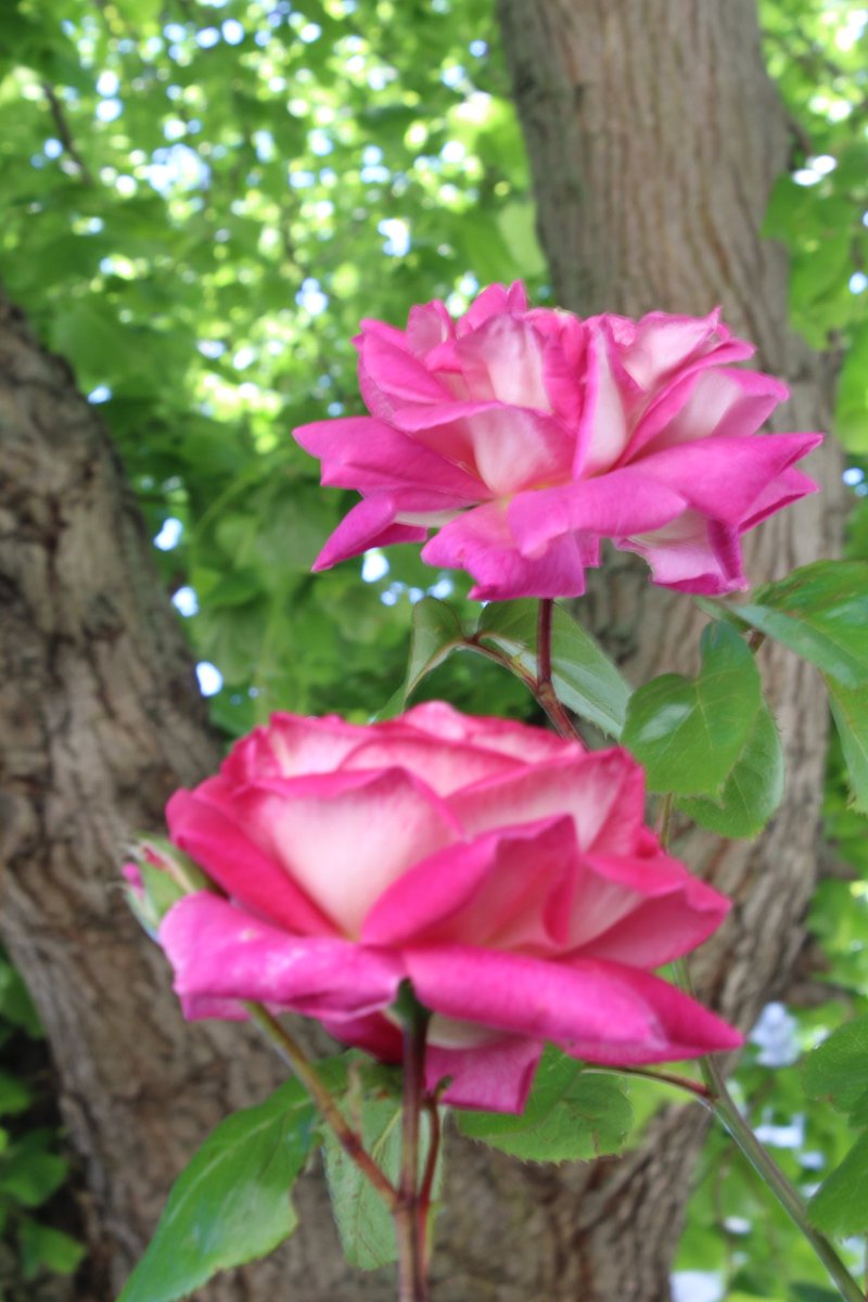DunfanaghyGJ's tweet photo. Just joined @_davidmolnar and going through the #MasterYourCamera lessons - got this shot of our rose in the garden #photography #davidmolnar 📷🌹 https://t.co/XO5cMLn1Ky