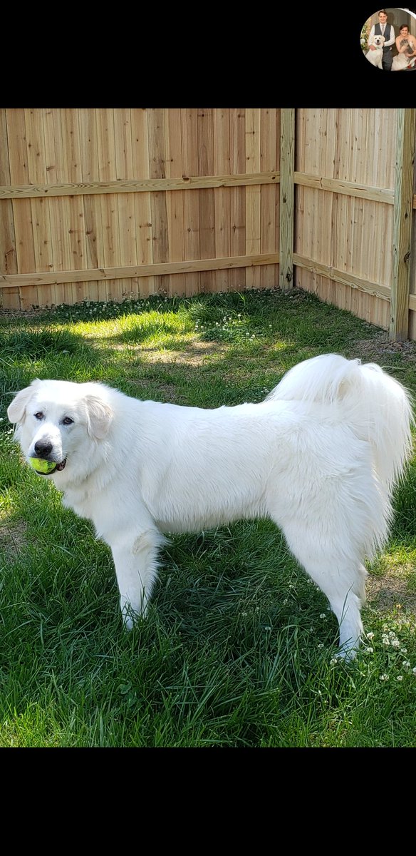 Mindpains's tweet photo. Amelia loves her new fenced in backyard. https://t.co/Ut9e3bAH2x