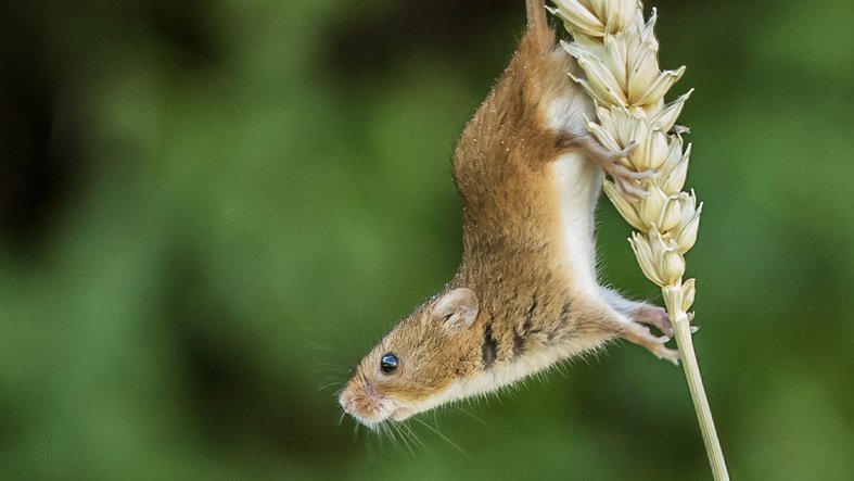 British Wildlife Centre tweet media
