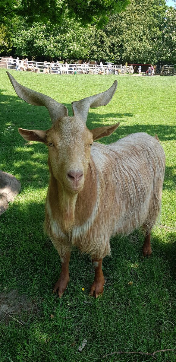 debhorror's tweet photo. Elliot, such a majestic looking young man. One of @ButtercupsGoats beautiful #goldenguernseygoats https://t.co/AmSsrmMwqN