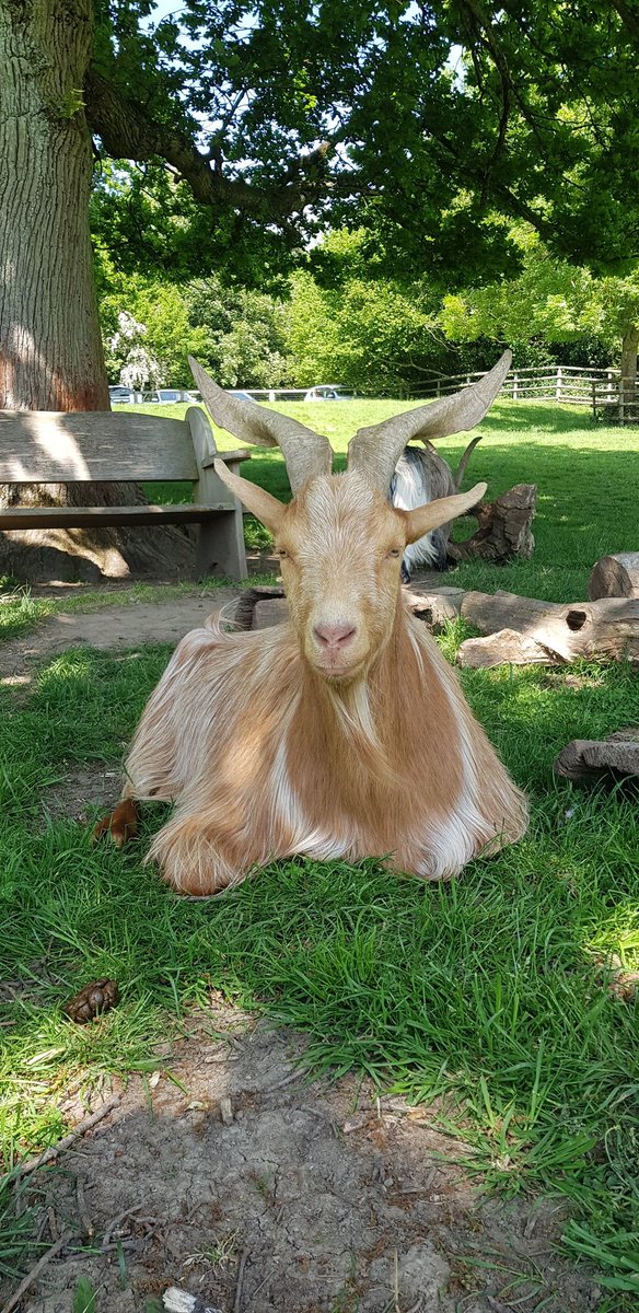debhorror's tweet photo. Elliot, such a majestic looking young man. One of @ButtercupsGoats beautiful #goldenguernseygoats https://t.co/AmSsrmMwqN