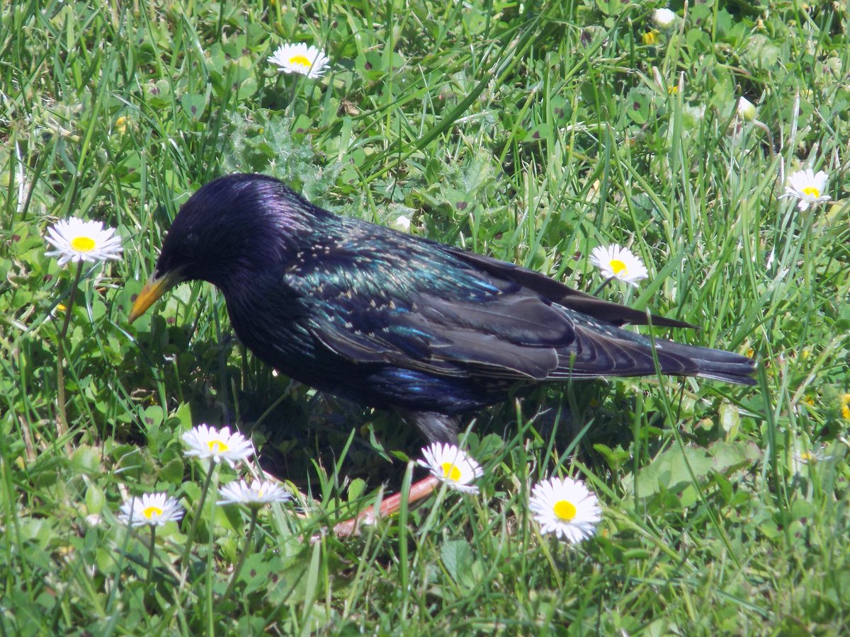 sticks_n_string's tweet image. So I might be mucking about with some nature photography. I don't have any fancy kit so don't expect much. But if it's your thing and you are on Instagram you can find me on @whois_inmy_garden
Caught this starling on my in laws' front lawn. Amazing how they shine in the light.