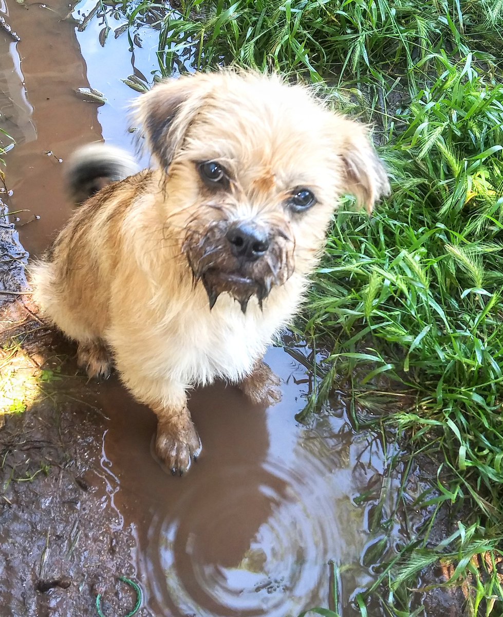 AmeliaSue13's tweet photo. So. My puppy loves mud puddles. 
@joml76 
#Puppies #DogsOfTwitter #PuppyTraining #SplashingInPuddles https://t.co/bffKfOzy6Z