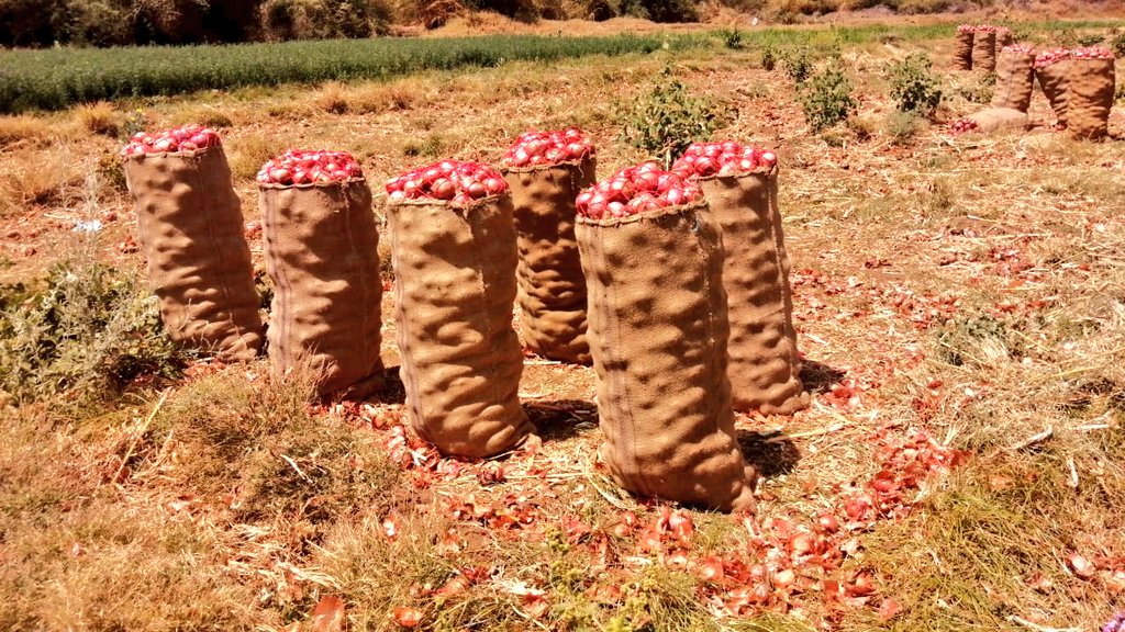 يا جماعة جيتكم و عيد الضحية جاي :
بصل جديد انتاج الأسبوع دا 

للبيع لعبوة زنة شوال الخيش المعروف :

- بدون شوال ممكن تجيبوا شوال خيش حقكم السعر3500 ج للشوال . 
- بشوال خيش السعر  4500 ج للشوال.

الإستلام من المزرعة مباشرة في #العيلفون والكمية للبيع المباشر محدودة 

للطلب dm