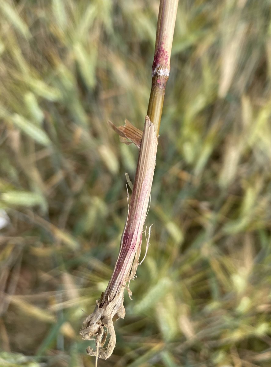 Matthieu Killmayer tweet media