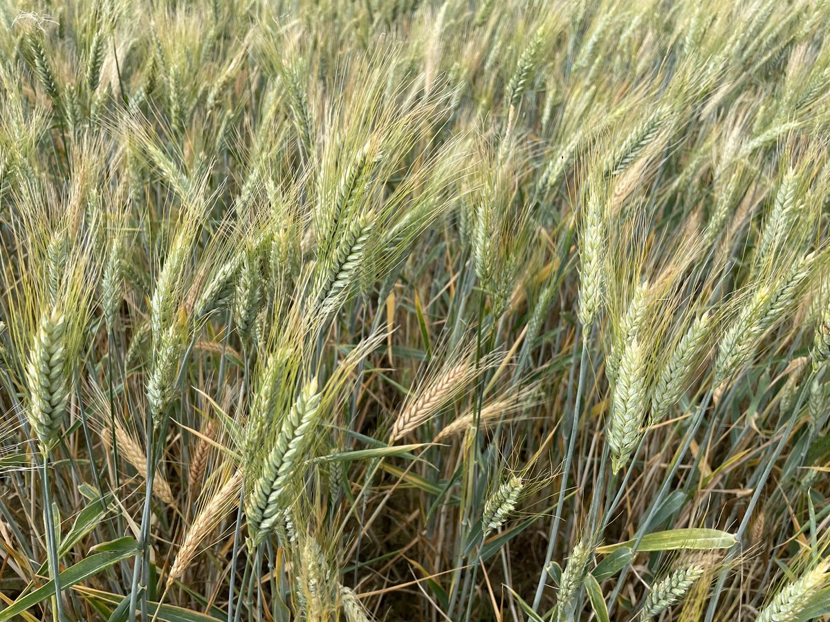 Avec le sec la fusariose du plateau, des tiges et des nœuds se développe très fort ☹️. Des épis blancs apparaissent avec au pied et sur les noeuds des nécroses et un petit duvet rosé typique 📷 Certains sites sont très touchés d’autres pas du tout #ble #bledur #arvalis #fusariose