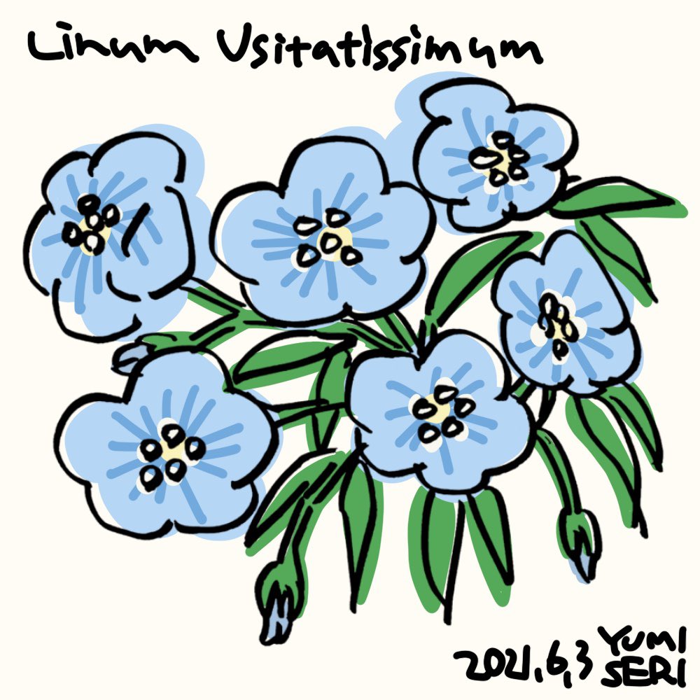 せりゆみ 6月3日の誕生花 亜麻 アマ イラスト Illustration 誕生花 亜麻 Linumusitatissimum Birthdayflowers