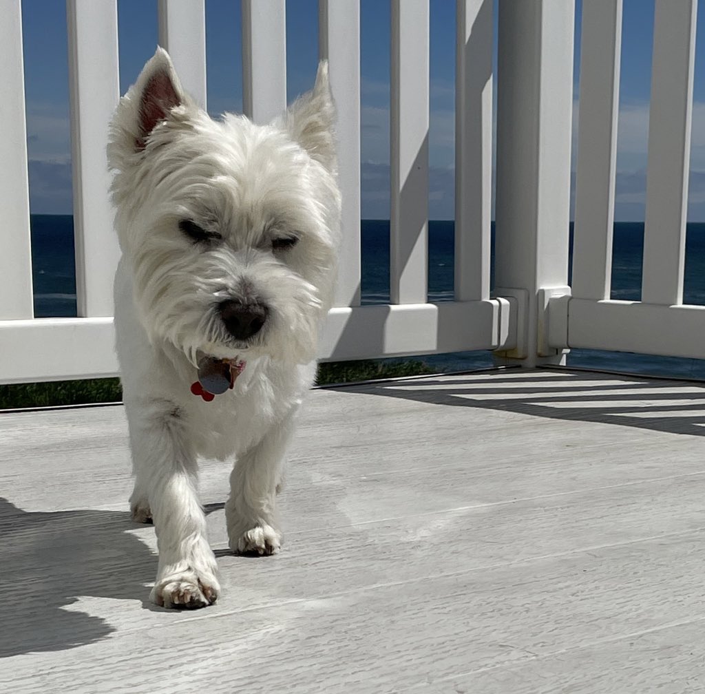 GitGrumpygit's tweet image. Sonny says #ResignHumzaYousaf