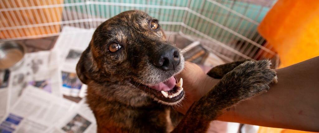 tamaracvets's tweet photo. Happy National Rescue Dog Day: 7 Great Reasons to Adopt a Rescue Dog https://t.co/f7Mcyt3ohP https://t.co/zCPSzm7KvE