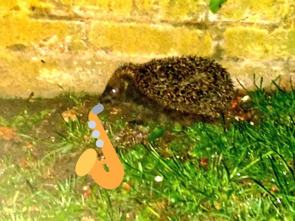 thingstalkwow's tweet photo. Jonhy the hog is going to win the EUROPE VISION SOMG COMPETITION tonight #Eurovision https://t.co/Afaz3edIbe