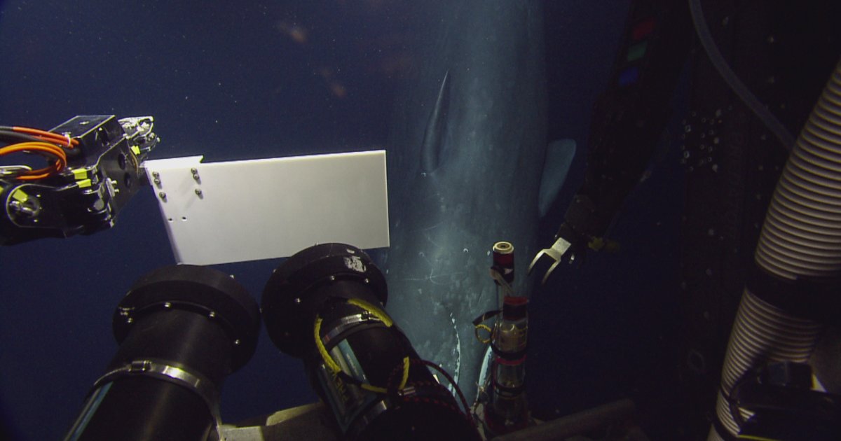 DeepseaECOGIG's tweet photo. As @EVNautilus gears up for 6 months at sea, starting in July, let's take a look back at some older footage to get EXCITED for #deepseatv! This video is one of our favorites, from the Gulf of Mexico!

https://t.co/mwzDNLOK1a https://t.co/bTIYmZcmO5