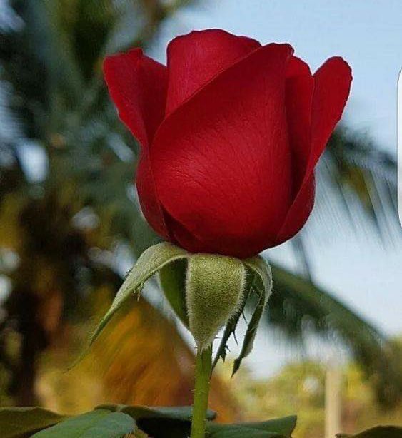 mohmd_algladi's tweet photo. #ترا_احبك_يا

اهديت لك قلبي قبل مالتقي فيك                          من  غيرك  اللي  يستحق  الهديه

لاتلوم قلبي كان  بالحيل  يغليك                          ودي اجامل  مير صرت الضحيه
#محمد_القلادي https://t.co/0eze1LIqqs