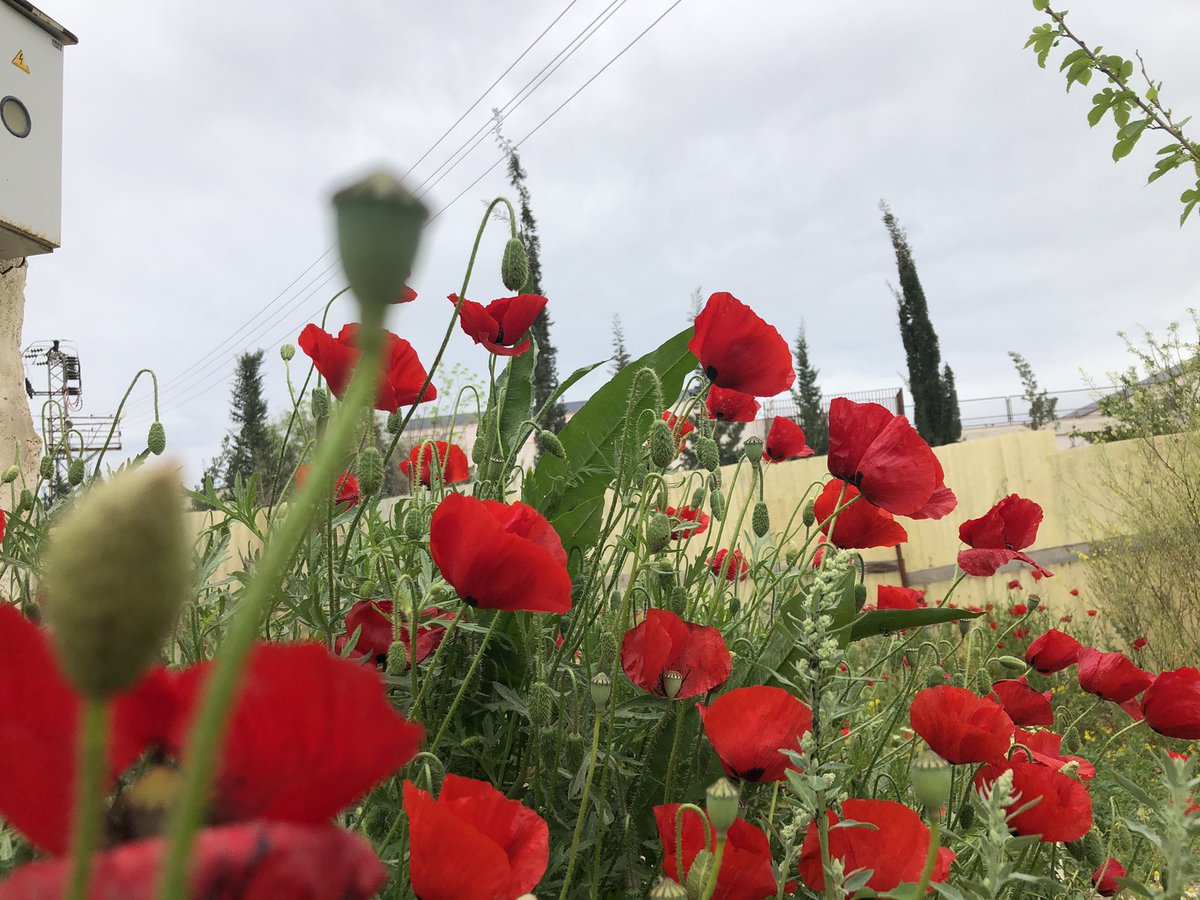 Şirin Akgül (@sirinakgull) on Twitter photo 