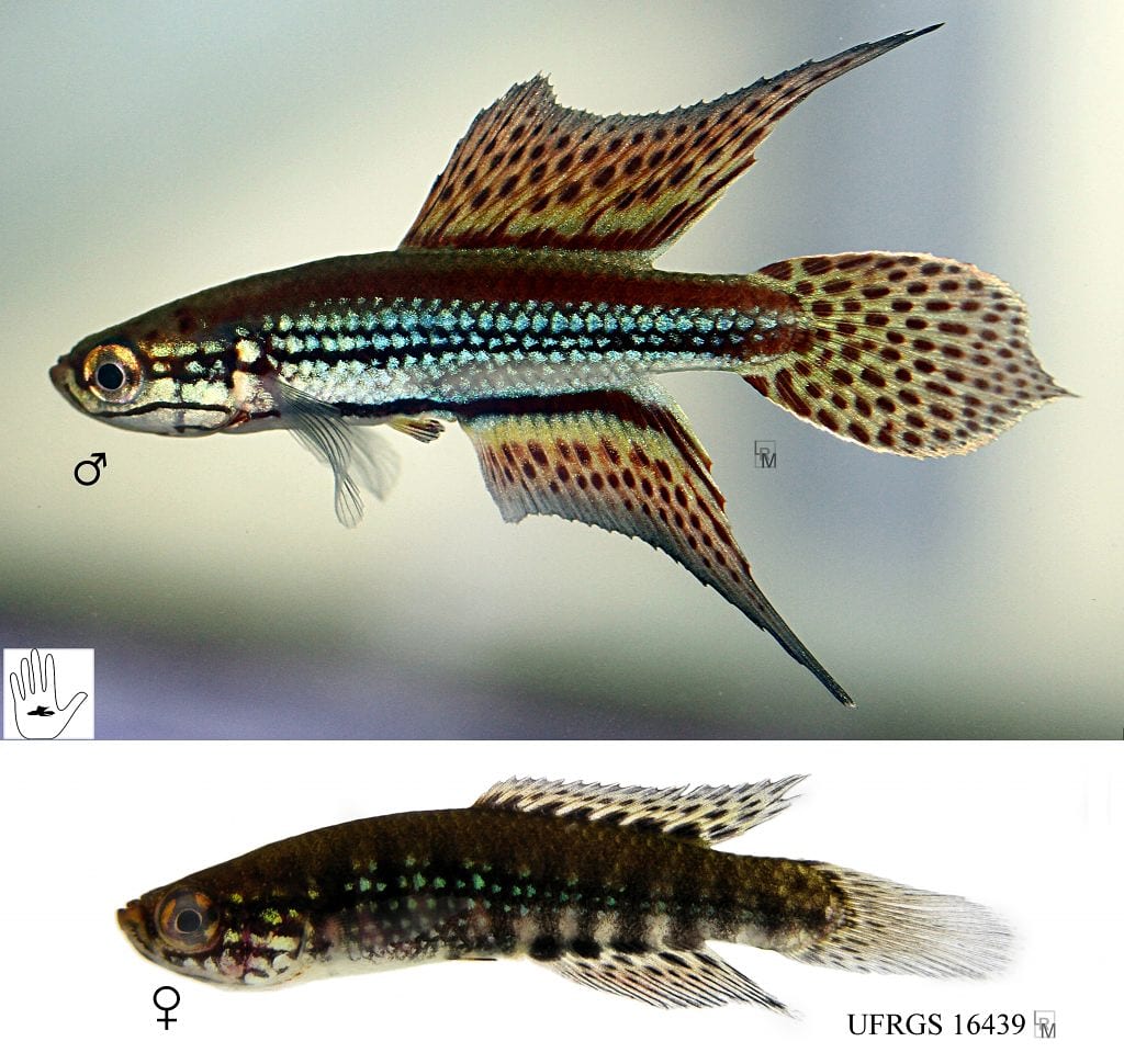 To protect biodiversity, we need to know it. The species description process is, therefore, fundamental! Cynopoecilus notabilis, a species of annual fish described by <a href="/ictiolab_ufrgs/">ictiolab.UFRGS</a>

📷 <a href="/LRMalabarba/">Luiz R. Malabarba</a>
 #internationaldayofbiologicaldiversity
