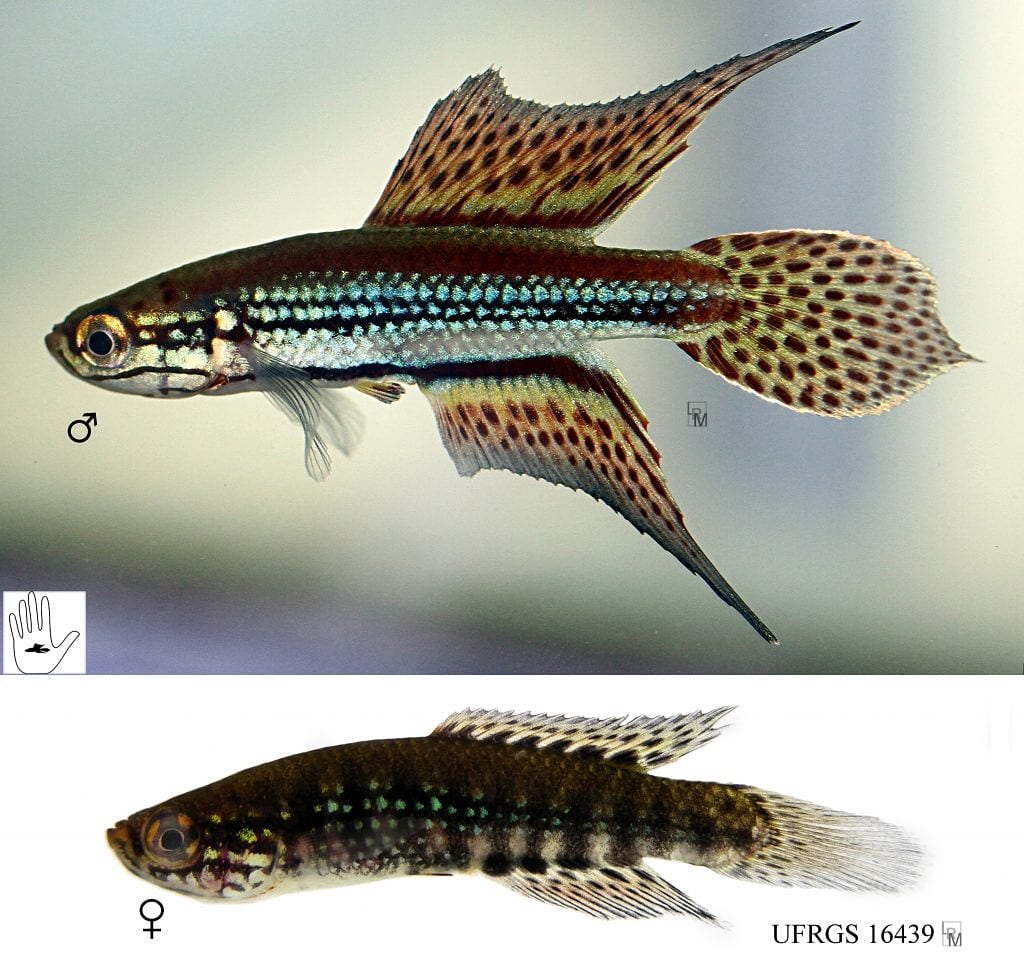 To protect biodiversity, we need to know it. The species description process is, therefore, fundamental! Cynopoecilus notabilis, a species of annual fish described by @ictiolab_ufrgs

📷 @LRMalabarba
 #internationaldayofbiologicaldiversity