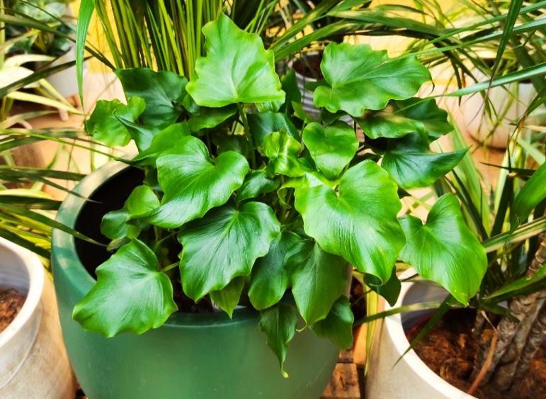 Plantas y flores tweet media