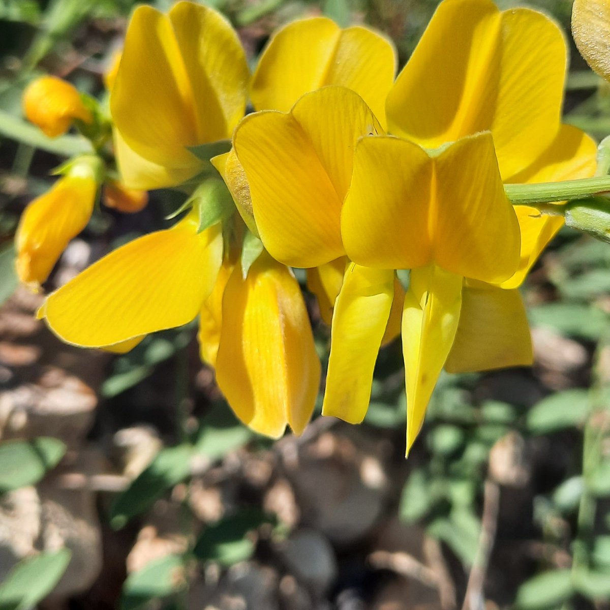 Adıyamanımızda bir KORUNGA "Onobrychis galegifolia".