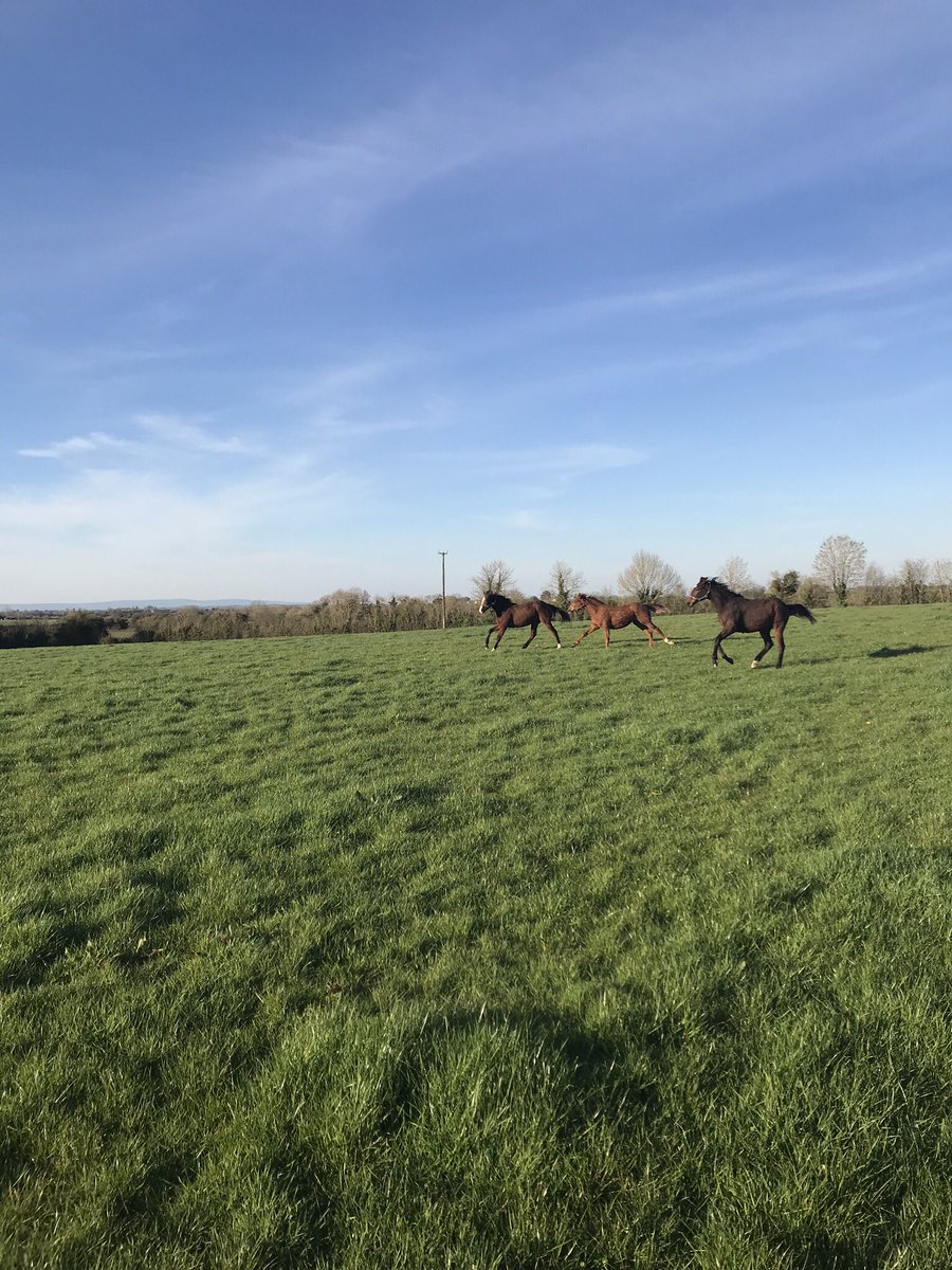 GlashareS's tweet photo. ROHAAN
Wins the Sandy Lane Stakes @haydockraces
The Group 2 winner bred by Liam Phelan was offered by Glashare House Stud @Goffs1866 November Foal Sale 2018 https://t.co/CqkWqRUYun