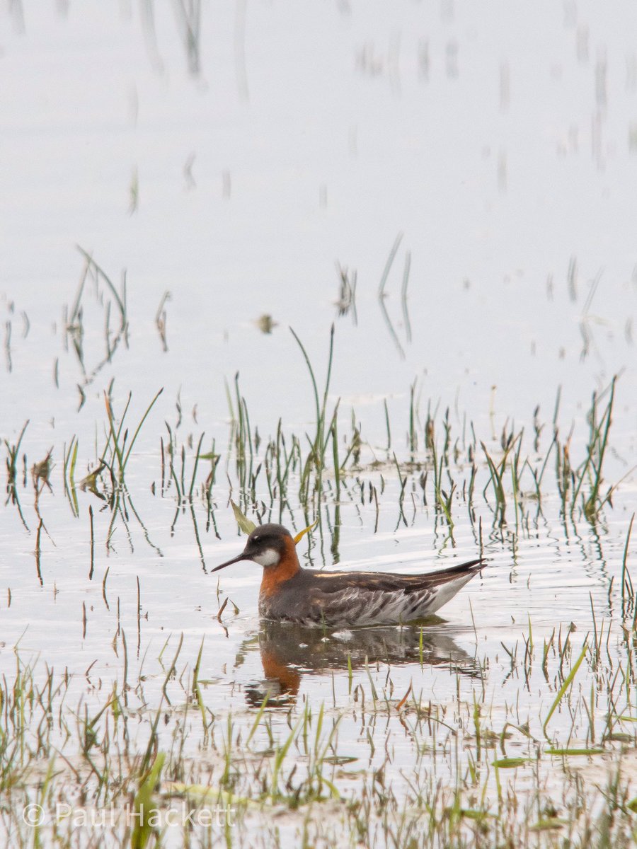 PaulHdigiman's tweet photo. It’s been a while since I’ve seen a Red Necked Phalarope, stunning wee birds ! #digscoping #GlosBirds @RareBirdAlertUK @BirdGuides @KowaOpticsEU @KowaOptics @LumixUK https://t.co/SXg5QJuw6S