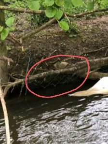 This #Swan was found dead with head stuck in fencing used to protect Island from wildlife.Her 3 #Cygnets were sheltering on her dead body. This death was completely avoidable. Please be mindful when putting any fencing near wildlife/waterfowl.