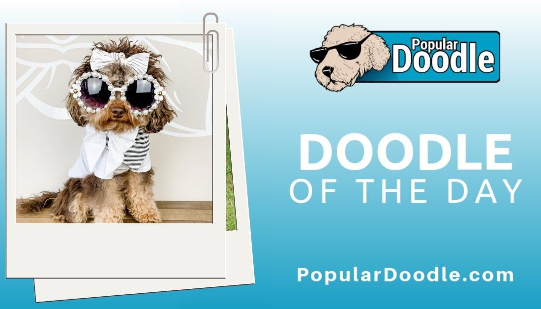 popular_doodle's tweet photo. Feeling fashionable π
π· moonshines_sailor_kai (on IG)
#populardoodle #cavapoo #cavapoolove #cavapoolife #cavapoopuppy #cavapoos #cavapoopuppies #cavapoolovers #cavapoocuteness #cavapoopup #toycavapoo #cavapoolover #cavapoodog #cavapoomom #minicavapoo #cavoodle #cavoodles https://t.co/4b0npGV1wJ