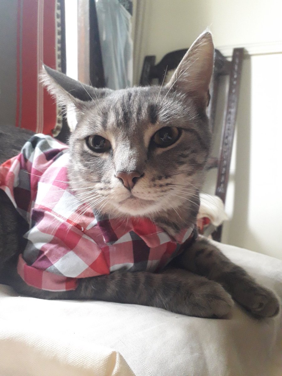 thisislaitrying's tweet image. Por si hoy no vieron un gato con camisa