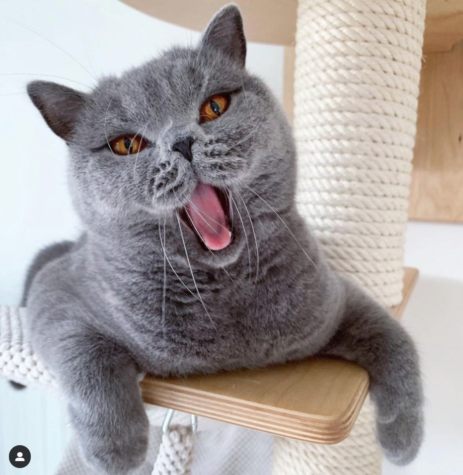 santafeopera's tweet photo. Fur the love of #operacats on #caturday....
#repost rosie_british_blue "Free tickets for tonight’s opurra. 🎶 Rosie will be performing ‘O sole meow‘ https://t.co/97E3B5jXpJ