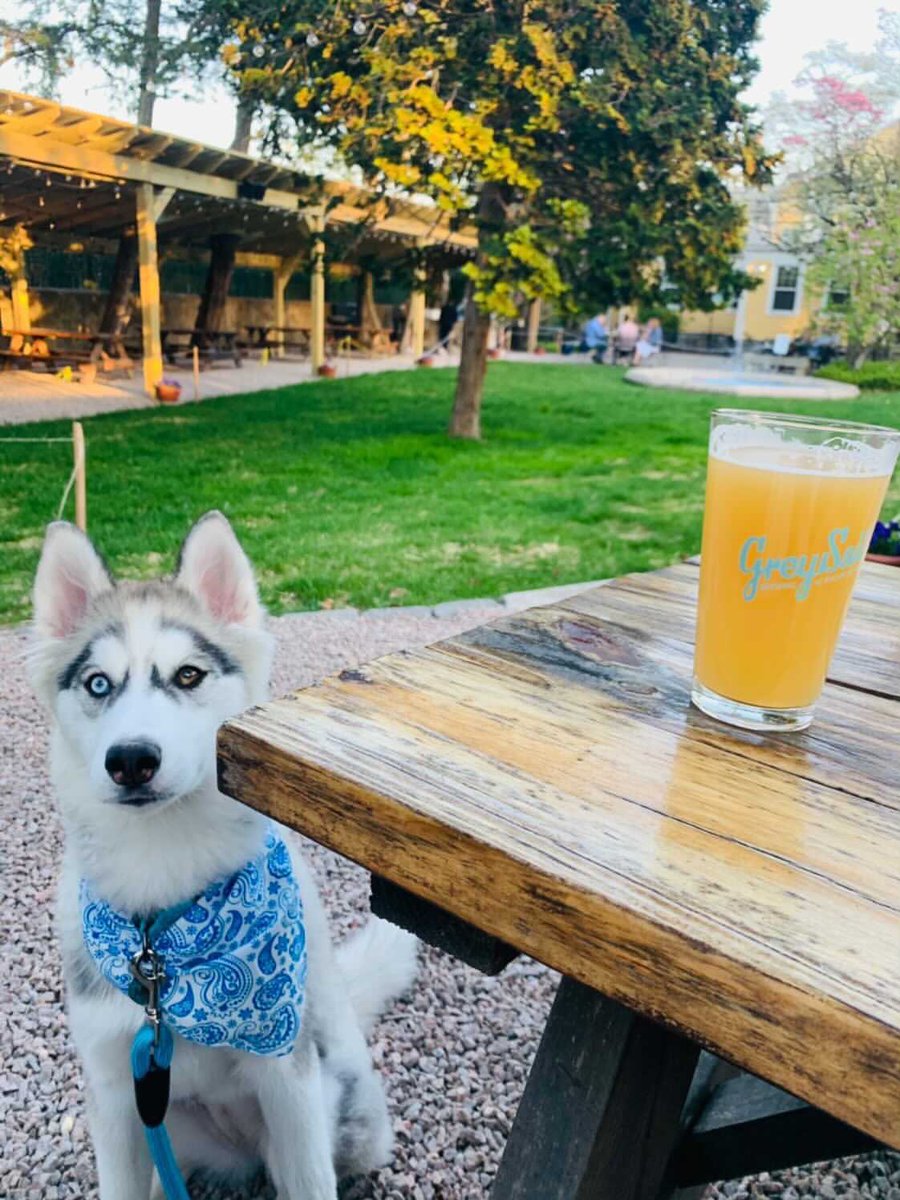 GreySail's tweet photo. Pints and puppies 🍺🐕🐾 Does it get any better!?
See you at the Beer Garden today (12-8pm). 🍕 by Stoneface Ovens.
📸 chica_mika_ #greysail #greysailbrewing #brewery #craftbeer #beergarden #pints #pintsandpups #puppy #yappyhour #spring https://t.co/yUEETgAEJI
