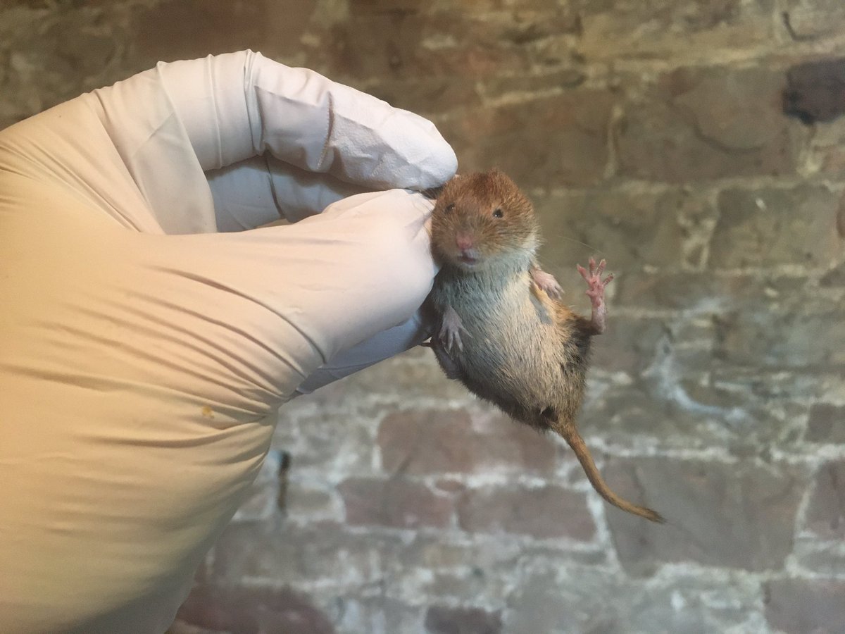 GraemeBWilson's tweet photo. Female Bank Vole caught in humane trap overnight. After couple of weeks of quiet on rodent front in kitchen that’s 2 Wood Mice & 2 Bank Vole in about a week.
#bankvole #vole #smallmammal #rodent #humanetrap
@Mammal_Society @labmammalgroup @ScotWildlife @nature_scot @RSPBScotland https://t.co/tSb7596b41