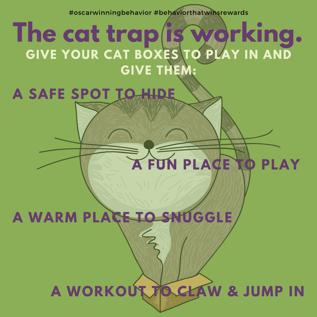 OscarWinning's tweet photo. Next time you get a package delivered, save the box for your kitty. Sprinkle a little catnip in it, if you dare!
#quarantraining #AloneTogether #goodgirly #bestboy #catbehavior #CSAT #CDBC #ADT #iaabc #iaabcpets #OscarWinner #OscarWinningBehavior #behaviorthatwinsrewards https://t.co/Wh3VJfFHmZ