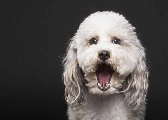 PetPeopleStores's tweet photo. Say it isn't so! it's the last 2 days to earn double points on all purchases made in store and online! Shop today!
#shopsmall #shopsmallbusiness #onlineshopping #doublepoints #lasttwodays https://t.co/qENzRT9Sii