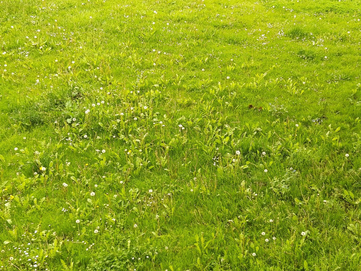 Here is one of our estate's green lawns, looking very green and healthy. Several people have commented on how sad it is that <a href="/hackneycouncil/">Hackney Council</a> over-mow the green spaces, reduce biodiversity and spoil the view.