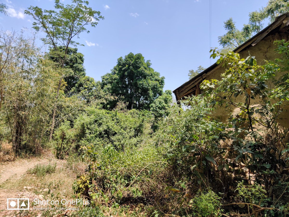 drvishal82's tweet photo. Memories of wonderful summer holidays spent at my village relishing mangoes. #devbhumi #Himachal #kangra #Bathra https://t.co/OA2U3U1PSe