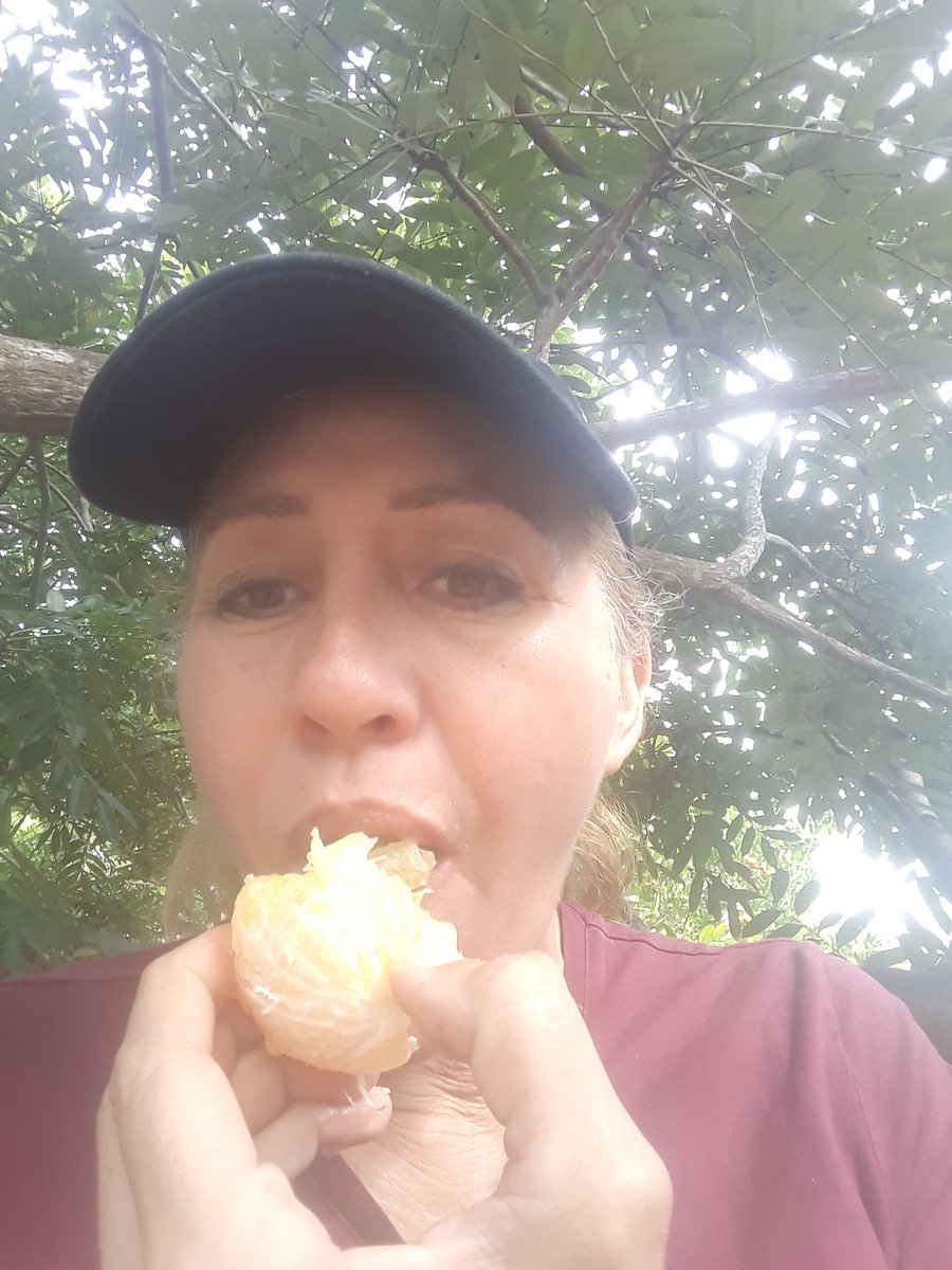 CristinaVinue11's tweet photo. #CosechandoAndo
De la mata a la boca, literal!👩🌾
Cosechando naranjas que están dulces, toronja rosada, mandarina
Que emoción cuando siembras con cariño y paciencia, el fruto esperado te sabe a gloria 🥰👩🌾💪
#LaNaturalezaDa
#EcuadorProduce https://t.co/qd3AILyE5O