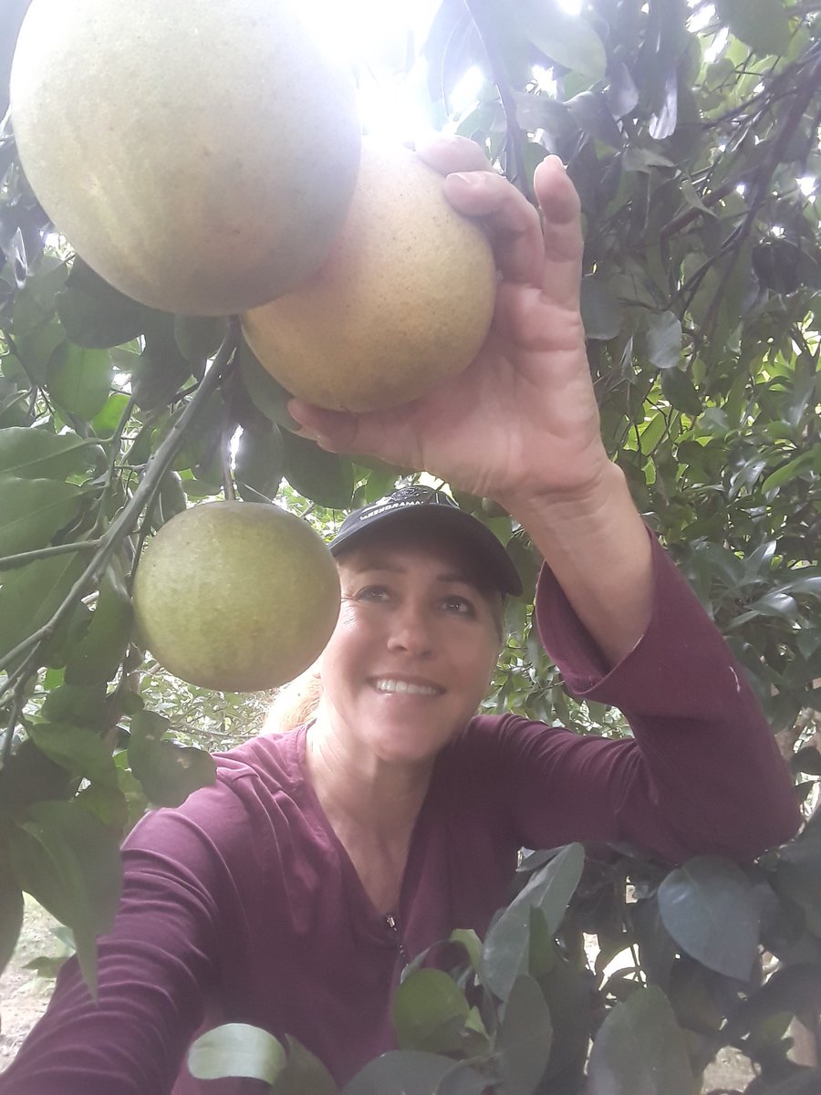 CristinaVinue11's tweet photo. #CosechandoAndo
De la mata a la boca, literal!👩🌾
Cosechando naranjas que están dulces, toronja rosada, mandarina
Que emoción cuando siembras con cariño y paciencia, el fruto esperado te sabe a gloria 🥰👩🌾💪
#LaNaturalezaDa
#EcuadorProduce https://t.co/qd3AILyE5O