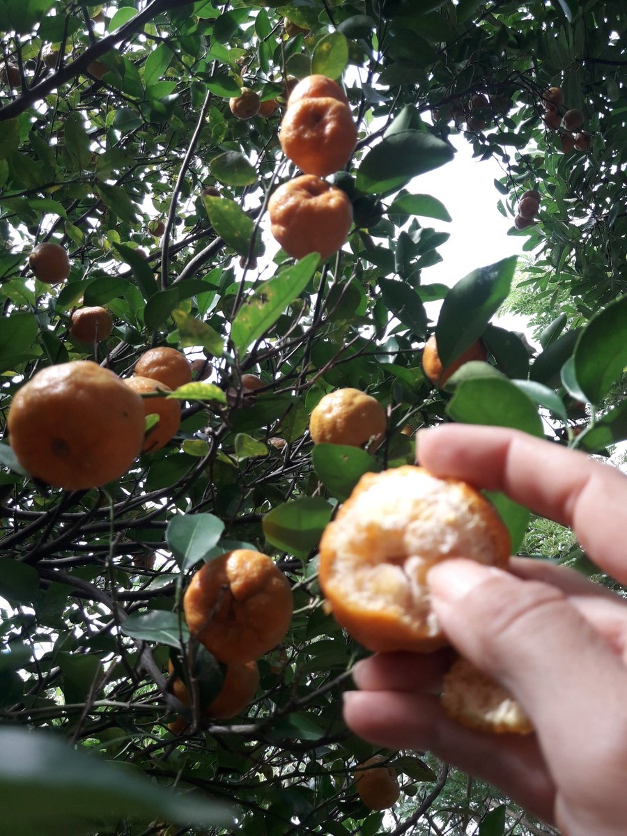 CristinaVinue11's tweet photo. #CosechandoAndo
De la mata a la boca, literal!👩🌾
Cosechando naranjas que están dulces, toronja rosada, mandarina
Que emoción cuando siembras con cariño y paciencia, el fruto esperado te sabe a gloria 🥰👩🌾💪
#LaNaturalezaDa
#EcuadorProduce https://t.co/qd3AILyE5O