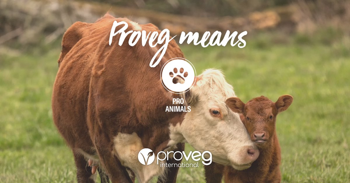 ProVeg_Int's tweet photo. ProVeg means #ProAnimals.๐ท A plant-based lifestyle can spare thousands of animals suffering under industrial farming conditions.๐ฎ Thanks to the increasing availability of meat, dairy, and fish alternatives, eating plant-based is easier than ever.
โก๏ธ https://t.co/8IwxWsc8hy https://t.co/7RlNBTCVHC