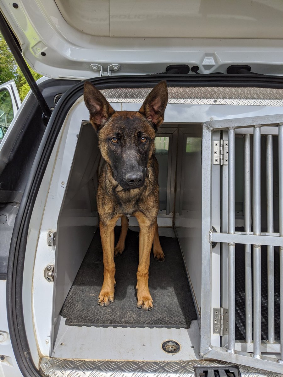 K9Scottish's tweet photo. #TPDPyro and #TPDJaeger from @polscotdogs hope you are all having a lovely weekend 🤩😎
#PoliceDogsOfTwitter
#PuppyLife https://t.co/6GrhAXUxpR