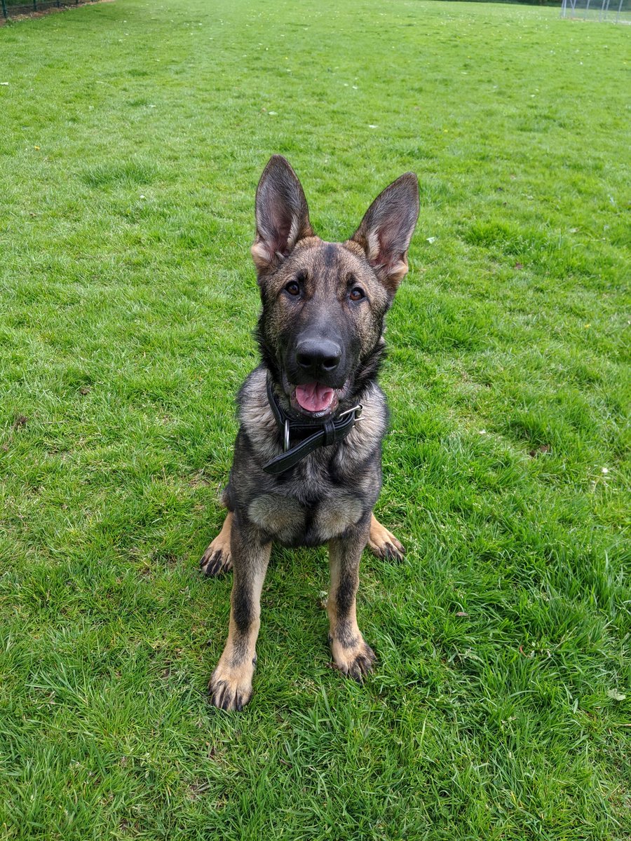 K9Scottish's tweet photo. #TPDPyro and #TPDJaeger from @polscotdogs hope you are all having a lovely weekend 🤩😎
#PoliceDogsOfTwitter
#PuppyLife https://t.co/6GrhAXUxpR