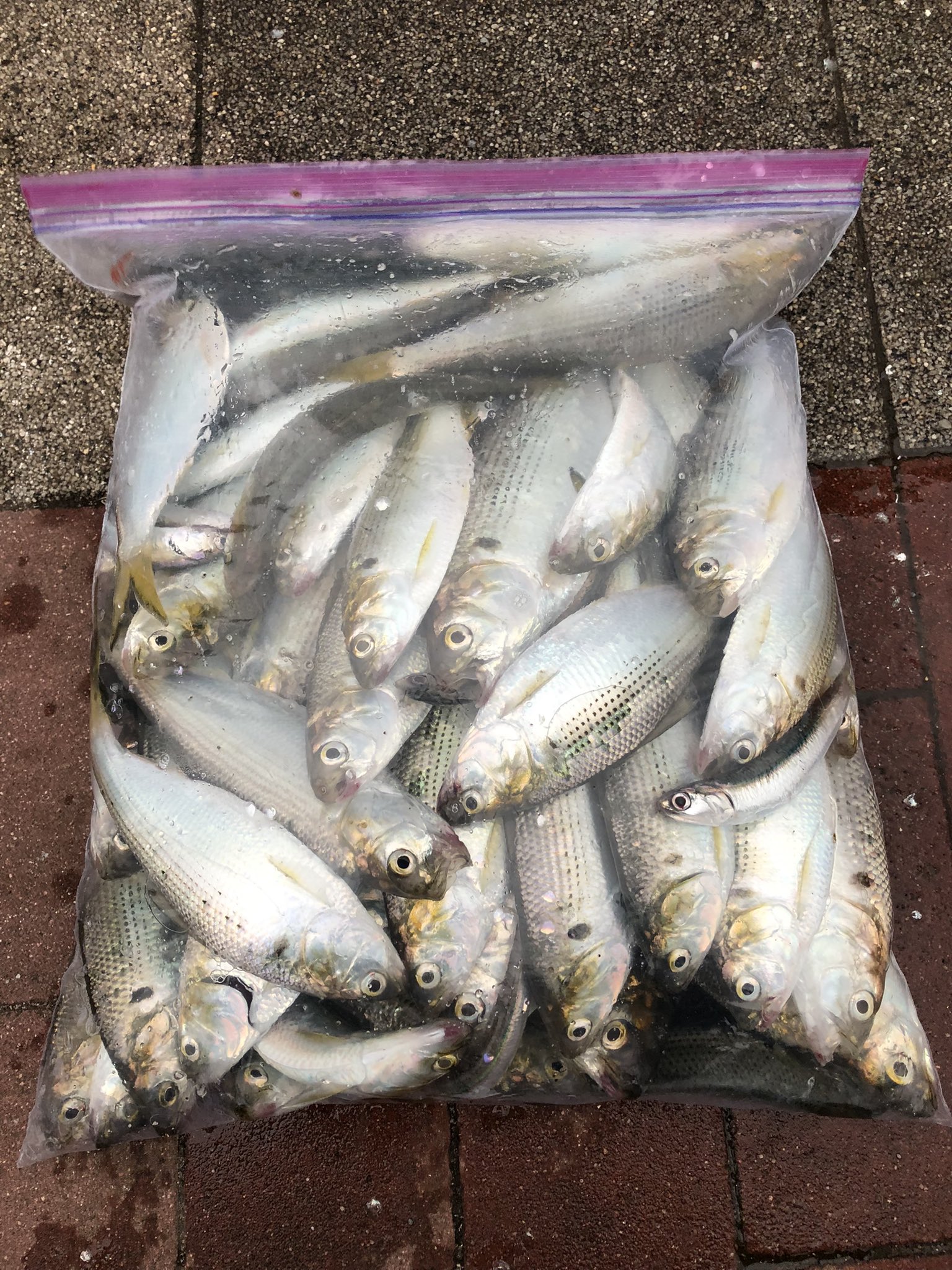 تويتر Splendour على تويتر 今日は豊洲で コノシロ60尾 カタクチイワシ9尾 小鯖1尾でした 下処理に2時間掛かりました T Co Qcrs9p1v5x